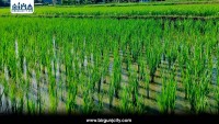 पर्सामा युरिया मलको चरम अभाव, चैते धानखेती संकटमा