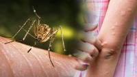 जापानिज इन्सेफलाइटिसबाट बारा सहित देशभर ११ को मृत्यु, ६३ संक्रमित