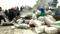 सप्तरीमा २४ क्विन्टलभन्दा बढी लागुऔषध गाजा नष्ट