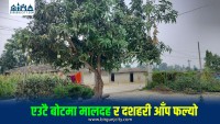 एउटै बोटमा मालदह र दशहरी आँप फल्यो
