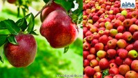 तपाईंले खाइरहेको स्याउ केमिकलले भरिएको त छैन ? यसरी गर्नुहोस् पहिचान