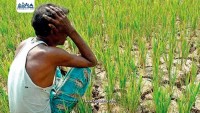 बाराका किसानको आँखा अझै आकाशमै, पानी पर्खाइले खेती संकटमा
