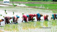 बारामा लक्ष्यभन्दा बढी क्षेत्रफलमा धान रोपाइँ