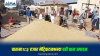 बारामा ९३ हजार ३ सय ३० मेट्रिकटन चैतेधान उत्पादन