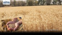 मौसम र किराको असरले मधेसमा गहुँ उत्पादन घट्यो