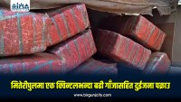 मितेरीपुलमा एक क्विन्टलभन्दा बढी गाँजा बरामद, दुई जना पक्राउ