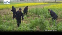 पर्सामा लागूऔषध गाँजा खेती नष्ट गर्ने प्रहरीको अभियान पुनः सुरु