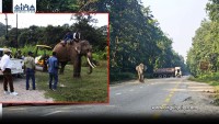 पथलैया–निजगढ सडकखण्डमा जङ्गली हात्तीको आतंक, नियन्त्रणमा लिन विज्ञ टोलीलाई कठिनाइ