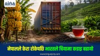 भारतीय केरामा नेपालको कडाइपछि नेपाली चियामाथि भारतको नयाँ अवरोध