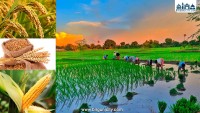 किसानलाई न्यूनतम मूल्य सुनिश्चित गर्न सरकारको नयाँ निर्देशिका जारी