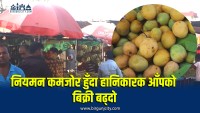 आँपलाइ क्याल्सियम कार्बाइड प्रयोग गरी पकाइएका आँप खुलेआम बिक्री, स्वास्थ्य जोखिम बढ्दै