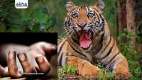 बारामा बाघको आक्रमणमा एक जनाको मृत्यु