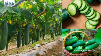 गर्मीमा काँक्रो खाने सही समय र तरिका: फाइदा र सावधानी