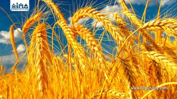 प्रतिकूल मौसमका कारण गहुँ भण्डारण गर्न कृषि विभागको किसानलाई आग्रह