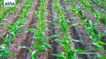 डिजेल महँगो हुँदा किसानलाई मार ; सिँचाइ र जोताइ खर्च बढ्यो