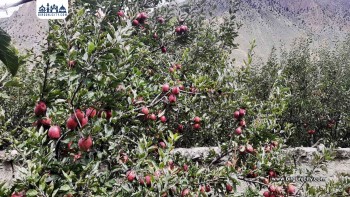 मुस्ताङमा स्याउ बगैँचा व्यवस्थापनमा किसान सक्रिय