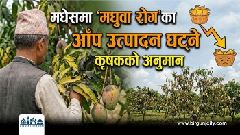 मधेसमा ‘मधुवा रोग’का कारण आँप उत्पादन घट्ने कृषककाे अनुमान | Mango | fruits | (भिडियो रिपोर्ट)