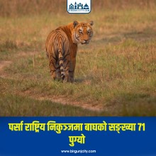 पर्सा राष्ट्रिय निकुञ्जमा बाघको सङ्ख्या ७१ पुग्यो
