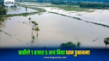 बाढीले १ हजार ५ सय बिघा धान डुबानमा