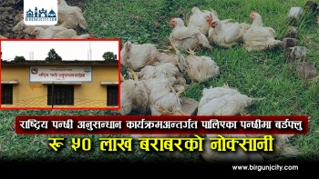 बाराको परवानीपुरस्थित राष्ट्रिय पन्छी अनुसन्धान कार्यक्रमअन्तर्गत पालिएका पन्छीमा बर्डफ्लु देखिएपछि करिब रु ५० लाख बराबरको नोक्सानी, बर्डफ्लु देखिएपछि पन्छी र सोको आहारसमेत नष्ट (भिडियो रिपोर