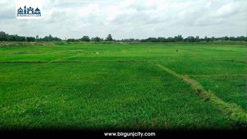 मधेशमा १४.७३ प्रतिशत धान रोपाइँ सम्पन्न