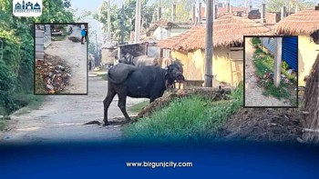 वीरगंज–२२ जगन्नाथपुरको बाटोमा फोहोर र भैंसी, महानगरको सरसफाइ कहाँ ?