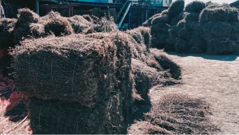 चिराइतोको मूल्य घटेपछि लेकाली भेगका किसान चिन्तित