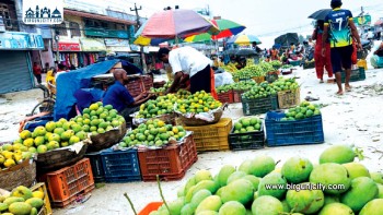मधेशमा आँप उत्पादन घट्यो