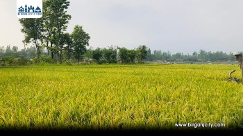 सप्तरीमा चैते धान उत्पादन बढ्ने अनुमान