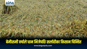 बेमौसमी वर्षाले धान भिजेपछि सर्लाहीका किसान चिन्तित