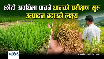 छोटो अवधिमा पाक्ने धानको परीक्षण सुरु, उत्पादन बढाउने लक्ष्य (भिडियो रिपोर्ट)