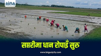 लगातार वर्षापछि सप्तरीमा धान रोपाइँ तीव्र, किसान उत्साहित