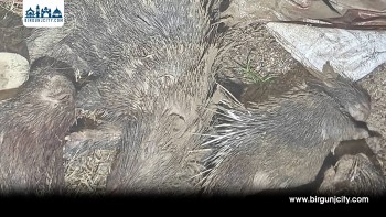 सर्लाही–महोत्तरी सडकखण्डमा अवैध रूपमा मारिएका दुम्सीसहित चार जना पक्राउ