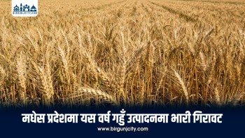 मधेस प्रदेशमा गहुँ उत्पादनमा गिरावट, प्रतिकूल मौसम र सिँचाइ अभाव मुख्य कारण