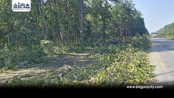 सर्लाही–महोत्तरी–धनुषामा पूर्वपश्चिम राजमार्ग विस्तारका लागि साढे ११ हजार रुख कटान सुरु