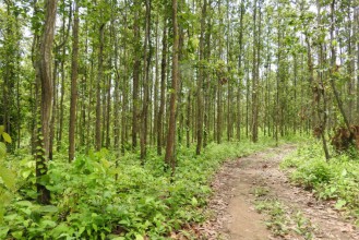 मधेशका १५४ हेक्टर वन क्षेत्रबाट हट्यो अतिक्रमण