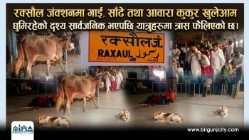 रक्सौल जंक्शनमा गाई, साँढे तथा आवारा कुकुर खुलेआम घुमिरहेको दृश्य सार्वजनिक भएपछि यात्रुहरूमा त्रास