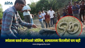 मधेसमा बढ्यो सर्पदंशको जोखिम, अस्पतालमा बिरामीको चाप बढ्दै