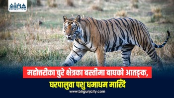 महोत्तरीका चुरे क्षेत्रका बस्तीमा बाघको आतङ्क, घरपालुवा पशु धमाधम मारिँदै