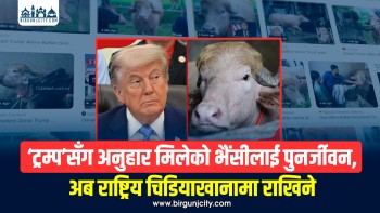 ‘ट्रम्प’सँग तुलना गरिएको भैंसीलाई पुनर्जीवन, अब राष्ट्रिय चिडियाखानामा राखिने (भिडियो सहित)