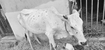लम्पी स्किनबाट डेढ सयभन्दा बढी चौपाया मरे