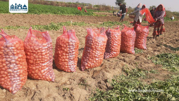 लागतसमेत नउठ्दा किसान मारमा, प्रतिक्विन्टल आलु ९०० रुपैयाँमै बिक्री