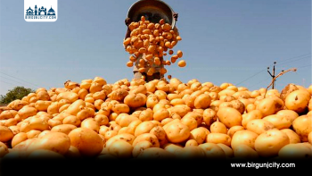 मधेशमा आलुको उत्पादकत्व सबैभन्दा कमजोर, माग धान्न अझै भारतकै भर