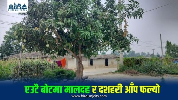 एउटै बोटमा मालदह र दशहरी आँप फल्यो