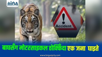 बाघसँग माेटरसाइकल ठाेक्किदा एक जना घाइते