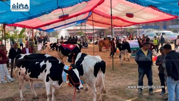 राष्ट्रिय गाई प्रदर्शनीमा कामना कृषि तथा पशुपक्षी फर्मको गाई सर्वोत्कृष्ट