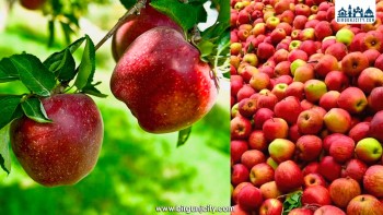 तपाईंले खाइरहेको स्याउ केमिकलले भरिएको त छैन ? यसरी गर्नुहोस् पहिचान
