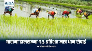 पर्याप्त वर्षा नहुँदा बारामा धान रोपाइँ सुस्त, असार २२ सम्म १३ प्रतिशत मात्रै प्रगति
