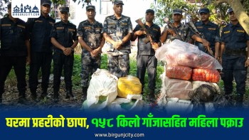 पर्साको ठोरीमा १५८ किलो गाँजा बरामद, एक महिला पक्राउ