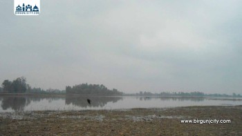 बढैयातालमा घटे पाहुना चरा, अन्य सिमसार क्षेत्रमा बढ्यो संख्या